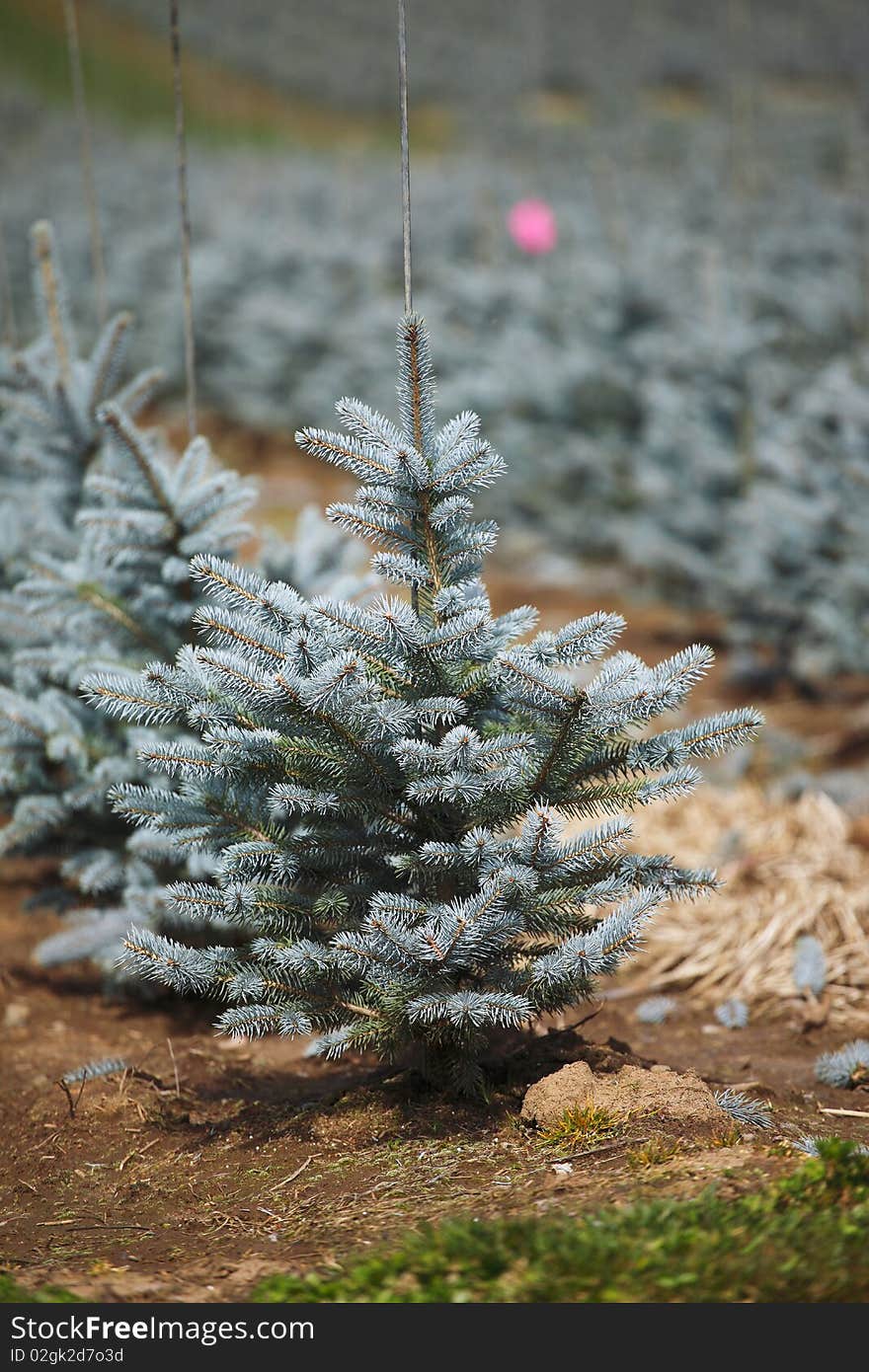 A closeup view of a pine tree farming in rural Oregon. A closeup view of a pine tree farming in rural Oregon.