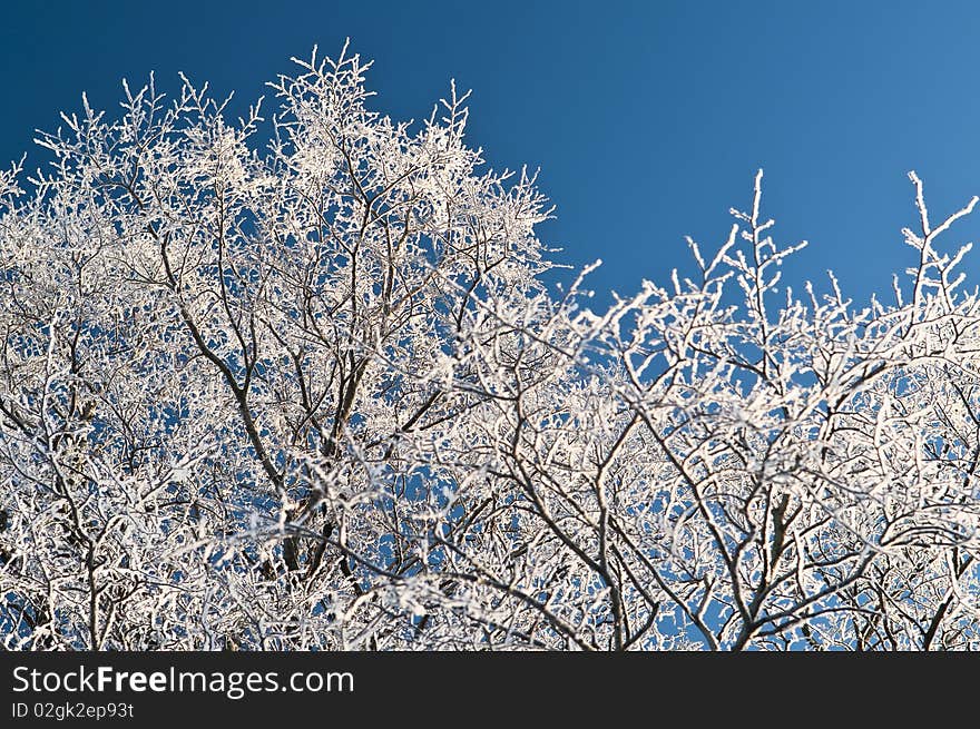 Winter branch with copyspace, Moscow, Kolomenskoe