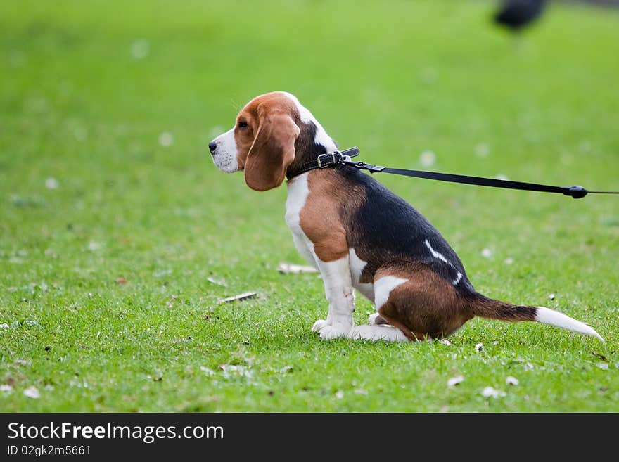 Beagle sitting on green grass