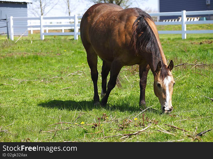 A horse grazing in a field on a sunny day. A horse grazing in a field on a sunny day.