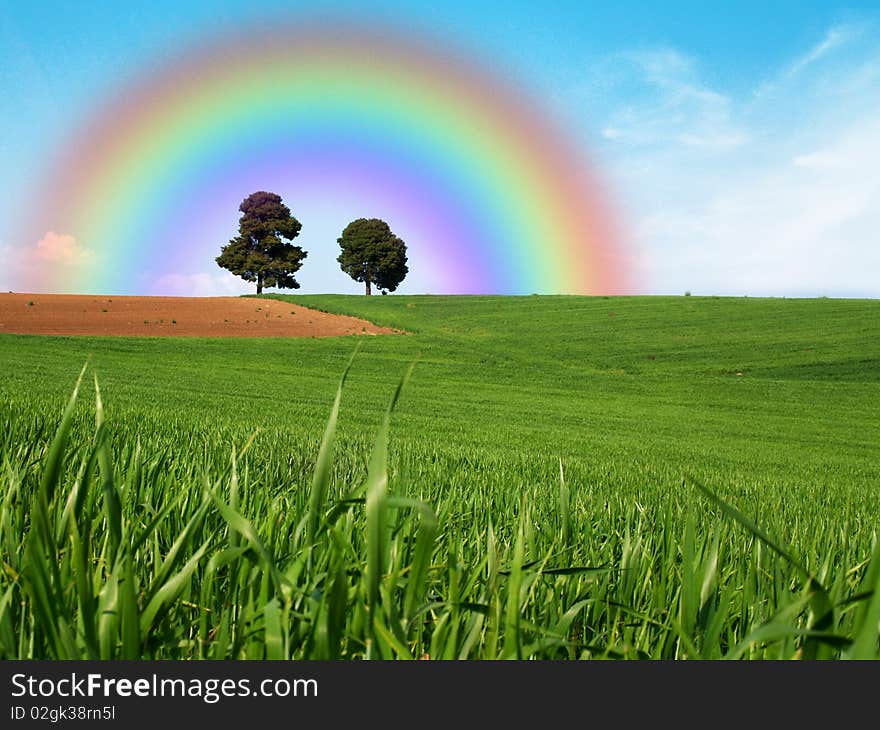 Green meadow with lonely trees and rainbow