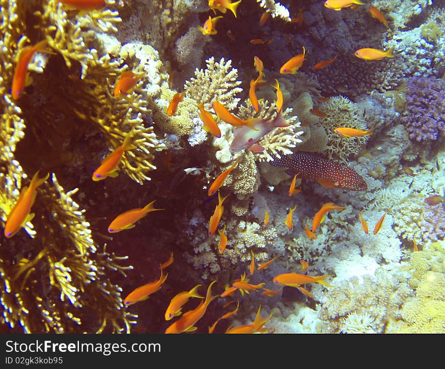 Reef on Red sea and its inhabitants. Reef on Red sea and its inhabitants.