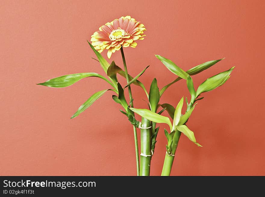 A Flower With Orange Background