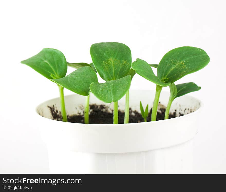 Small cucumber flower in pot