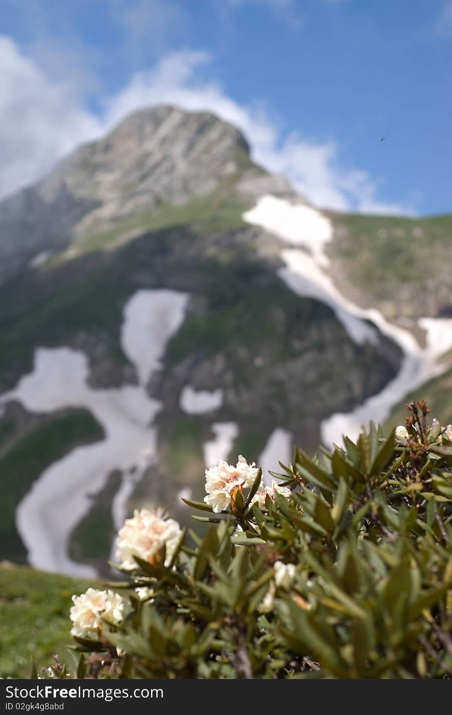 Mountain flowers rhododendron against mountain. Mountain flowers rhododendron against mountain