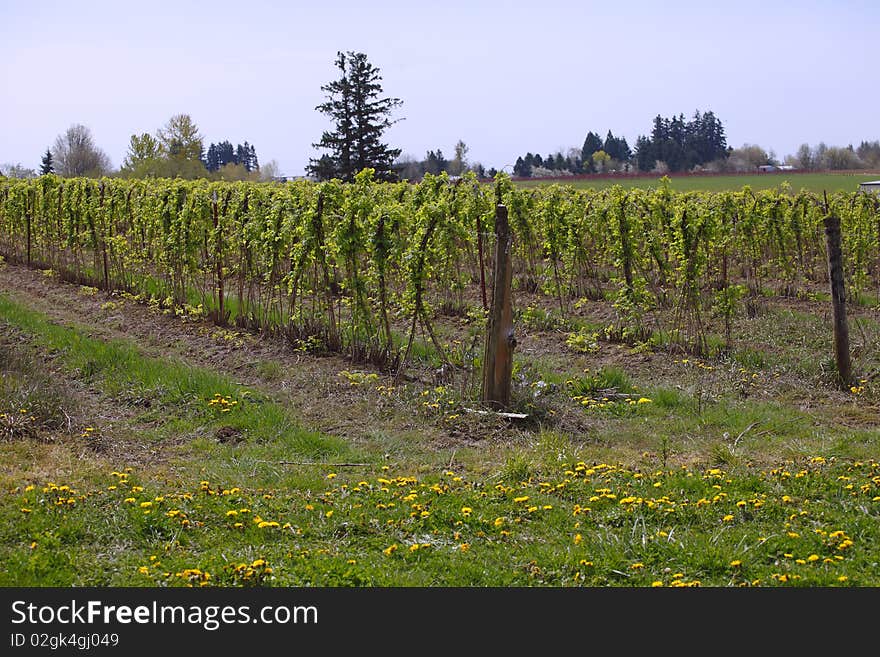 A large raspberry farm in rural Oregon. A large raspberry farm in rural Oregon.