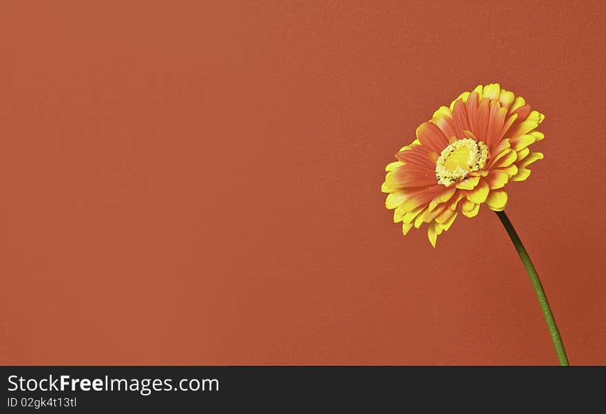 This image depicts a flower with an orange background, so you can write a text to the left. This image depicts a flower with an orange background, so you can write a text to the left