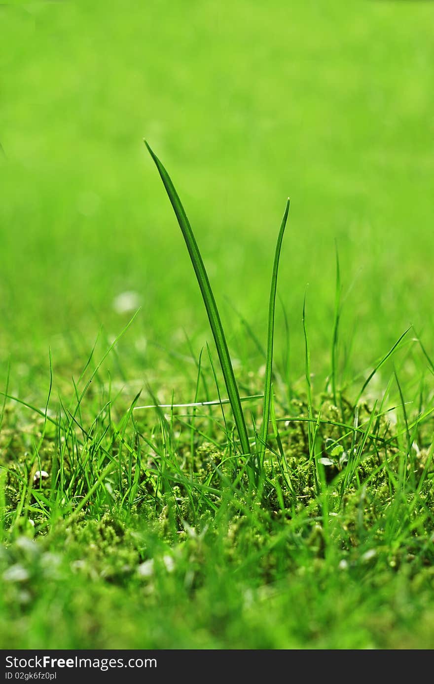 Single grass blade on the field. Single grass blade on the field