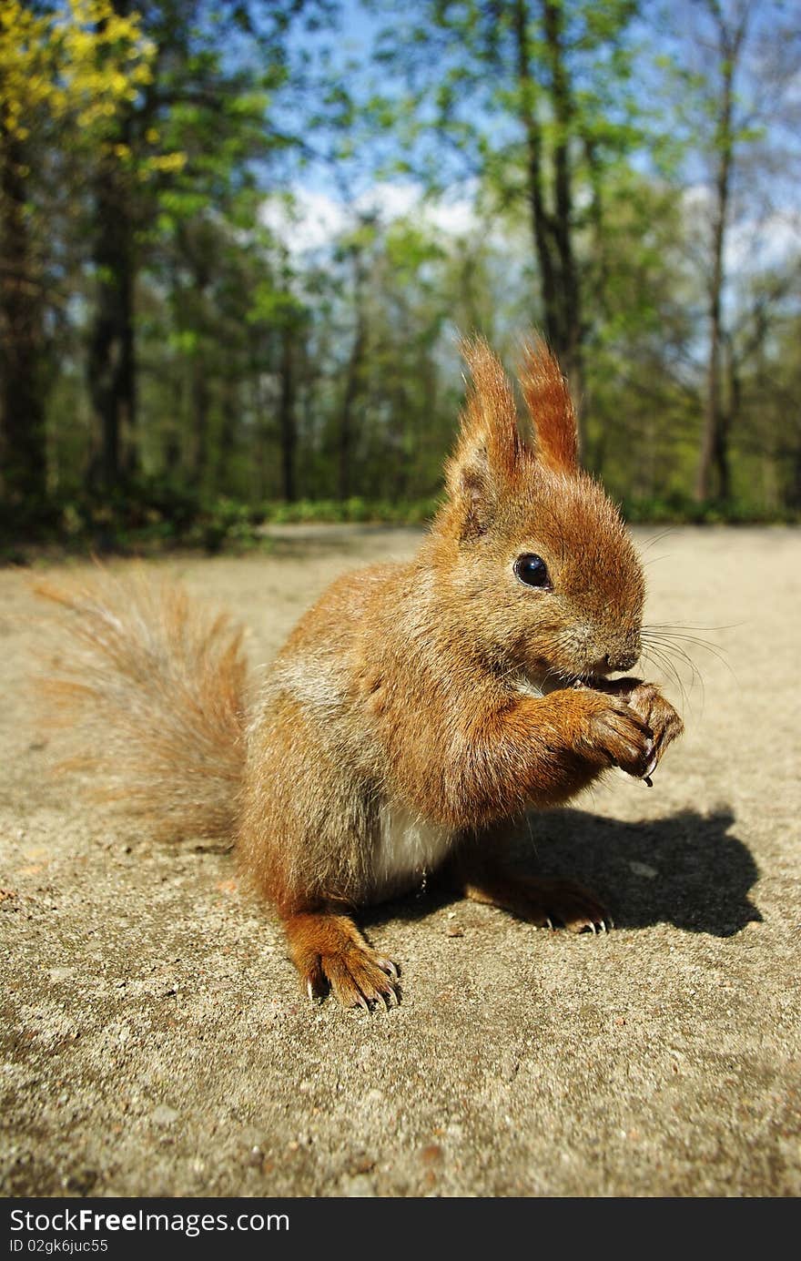 Squirrel eating nut in the park. Squirrel eating nut in the park