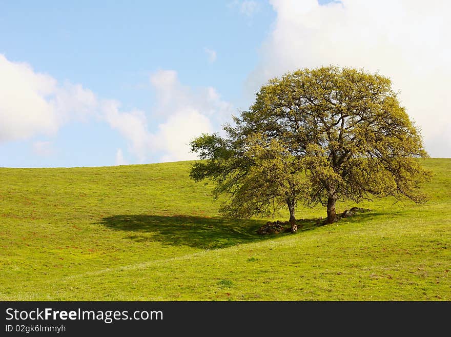 Two trees on a hill with blue sky and white clouds. Two trees on a hill with blue sky and white clouds.