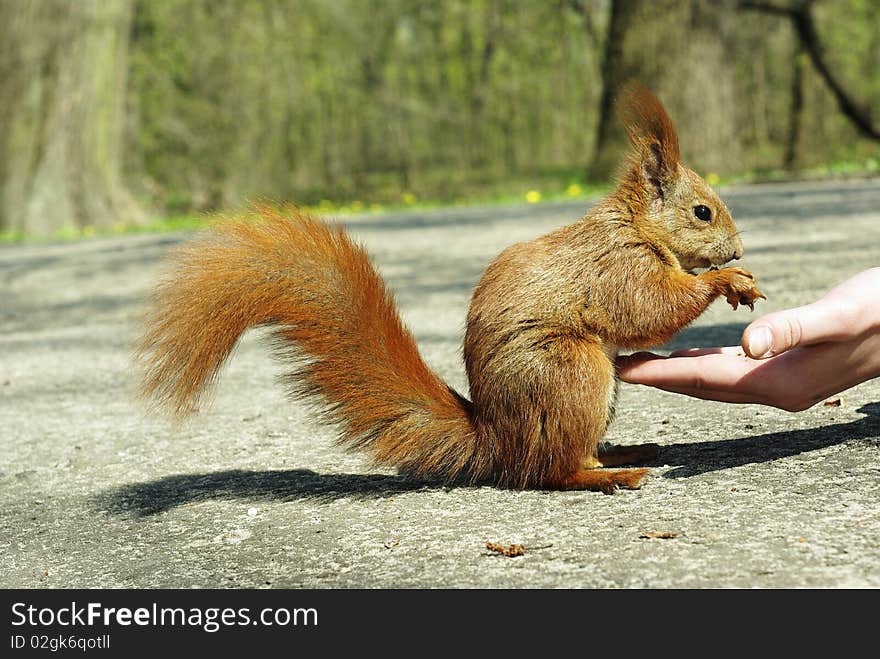 Open hand full of nuts pieces and the squirell in the park. Open hand full of nuts pieces and the squirell in the park