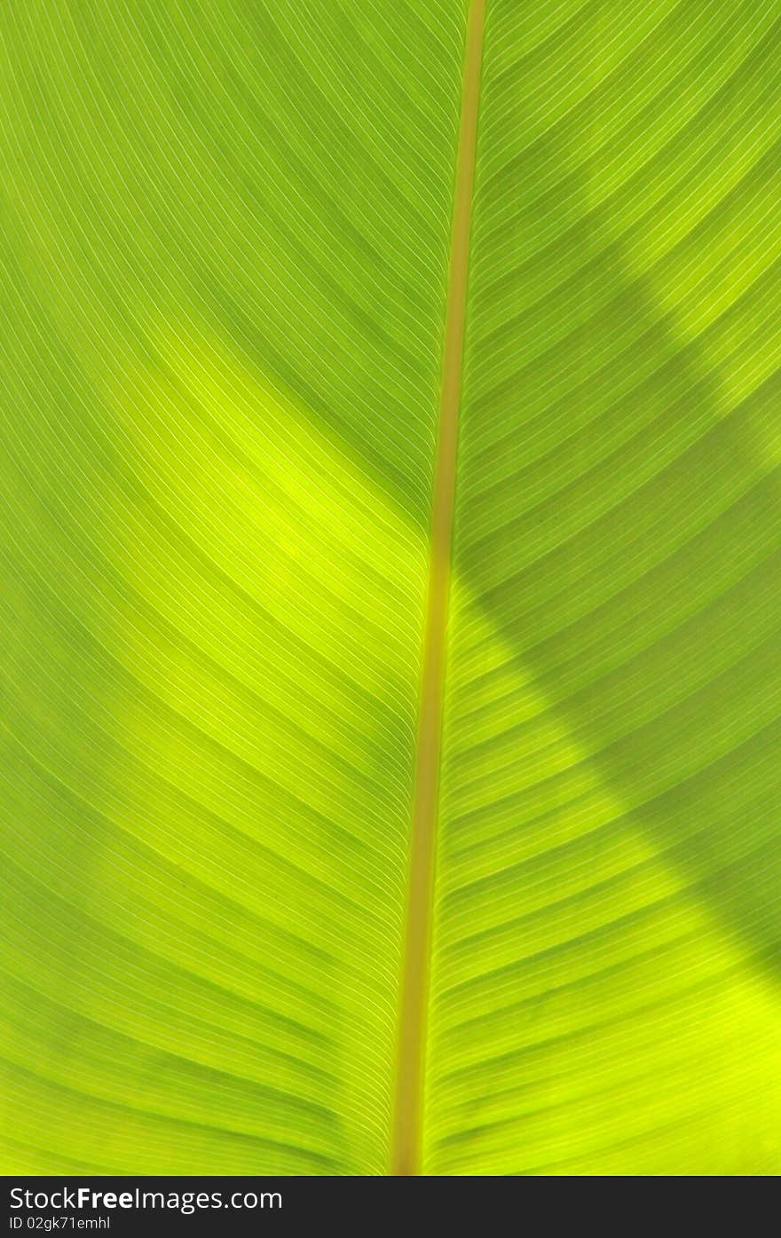 Structure of a green-yellow leaf