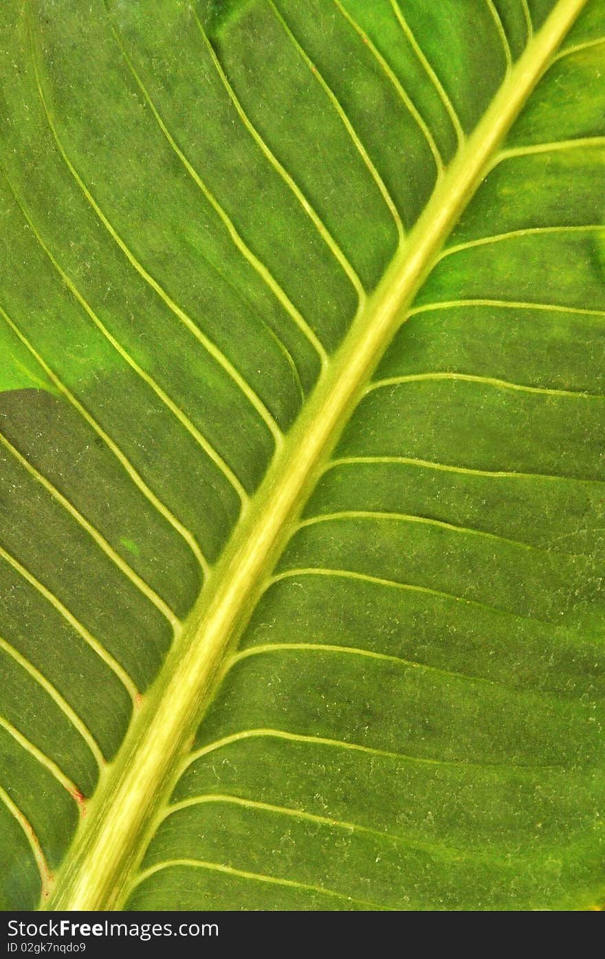 Structure of a green-yellow leaf