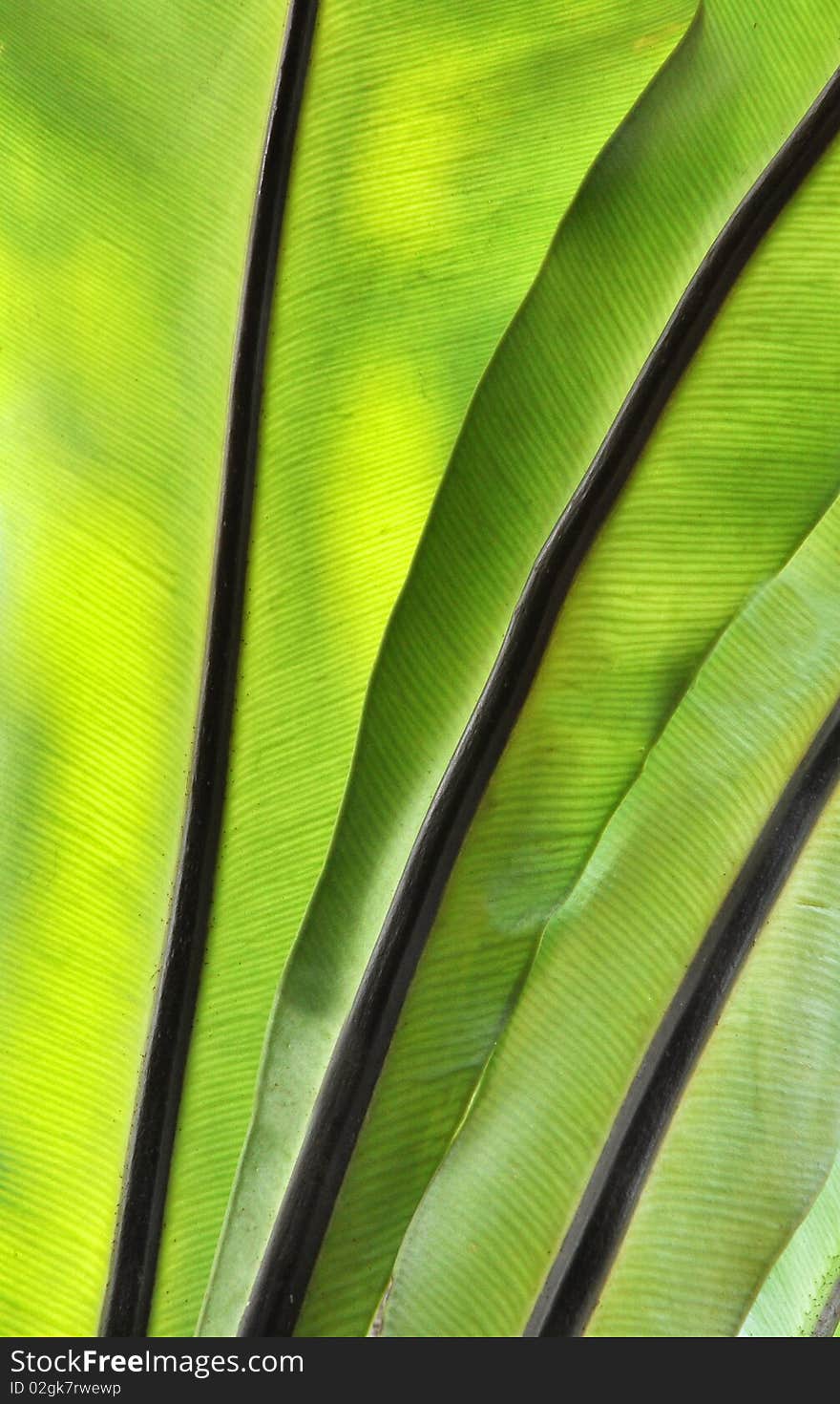 Structure of a green-yellow leaf