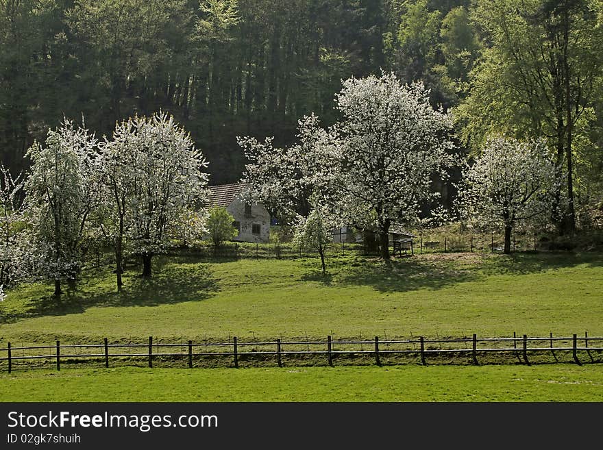 Cherry trees in spring, Germany