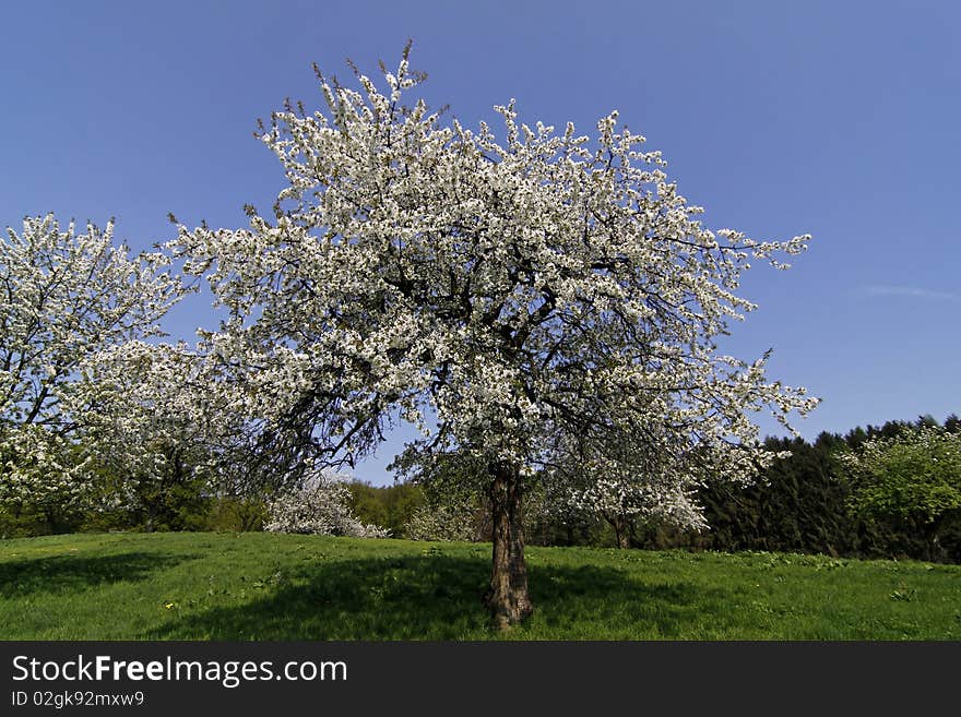 Cherry blossom in Hagen a.T.W. in the Osnabrück country, Lower Saxony, Germany, Europe. Cherry blossom in Hagen a.T.W. in the Osnabrück country, Lower Saxony, Germany, Europe