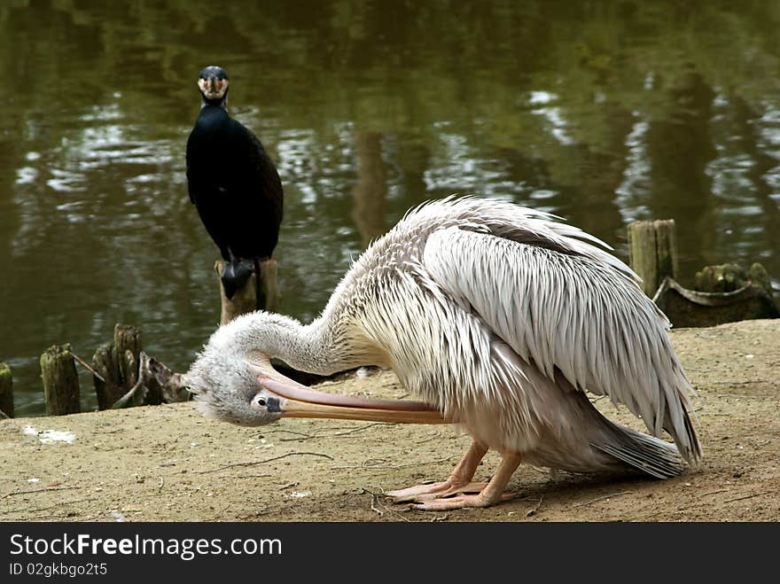 A pelican near a tin