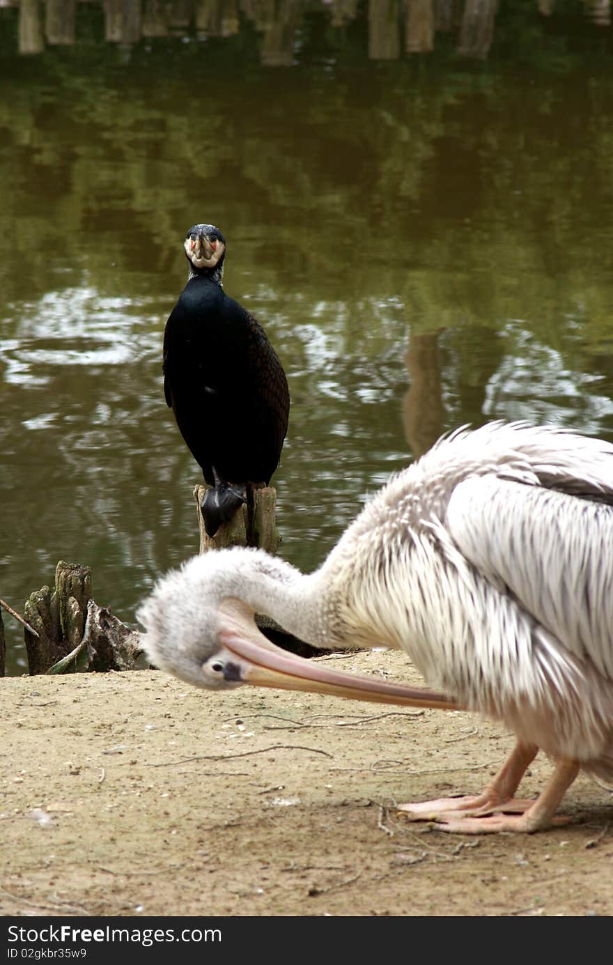 A pelican near a tin. A pelican near a tin