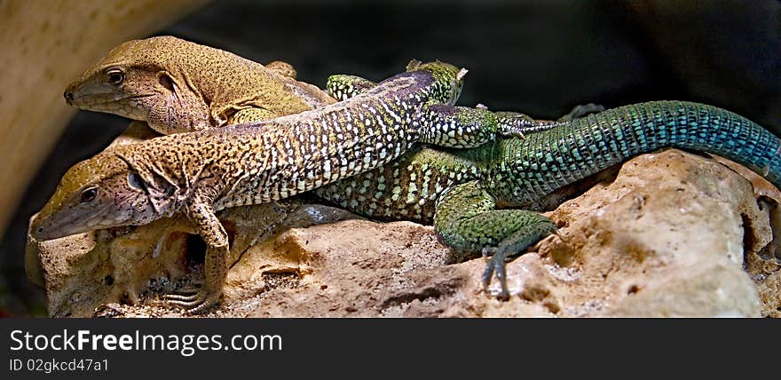 Giant Ameiva 1