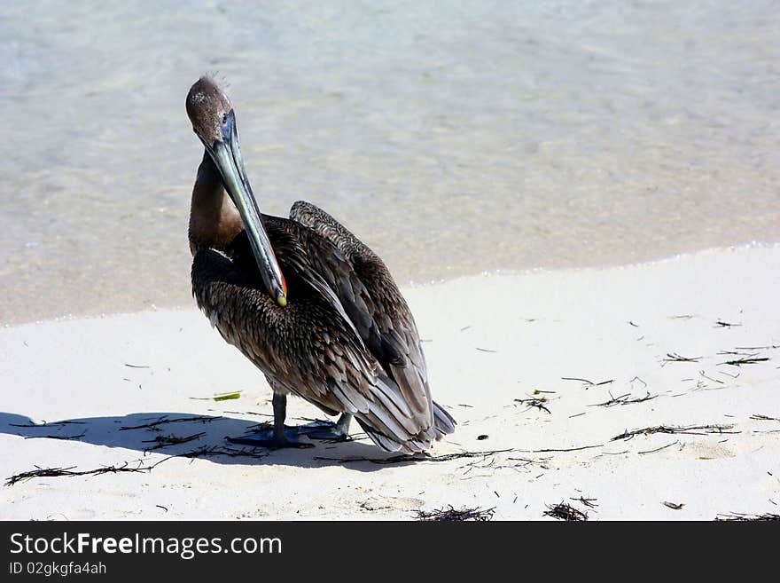 Pelican on beach in tropical habitat