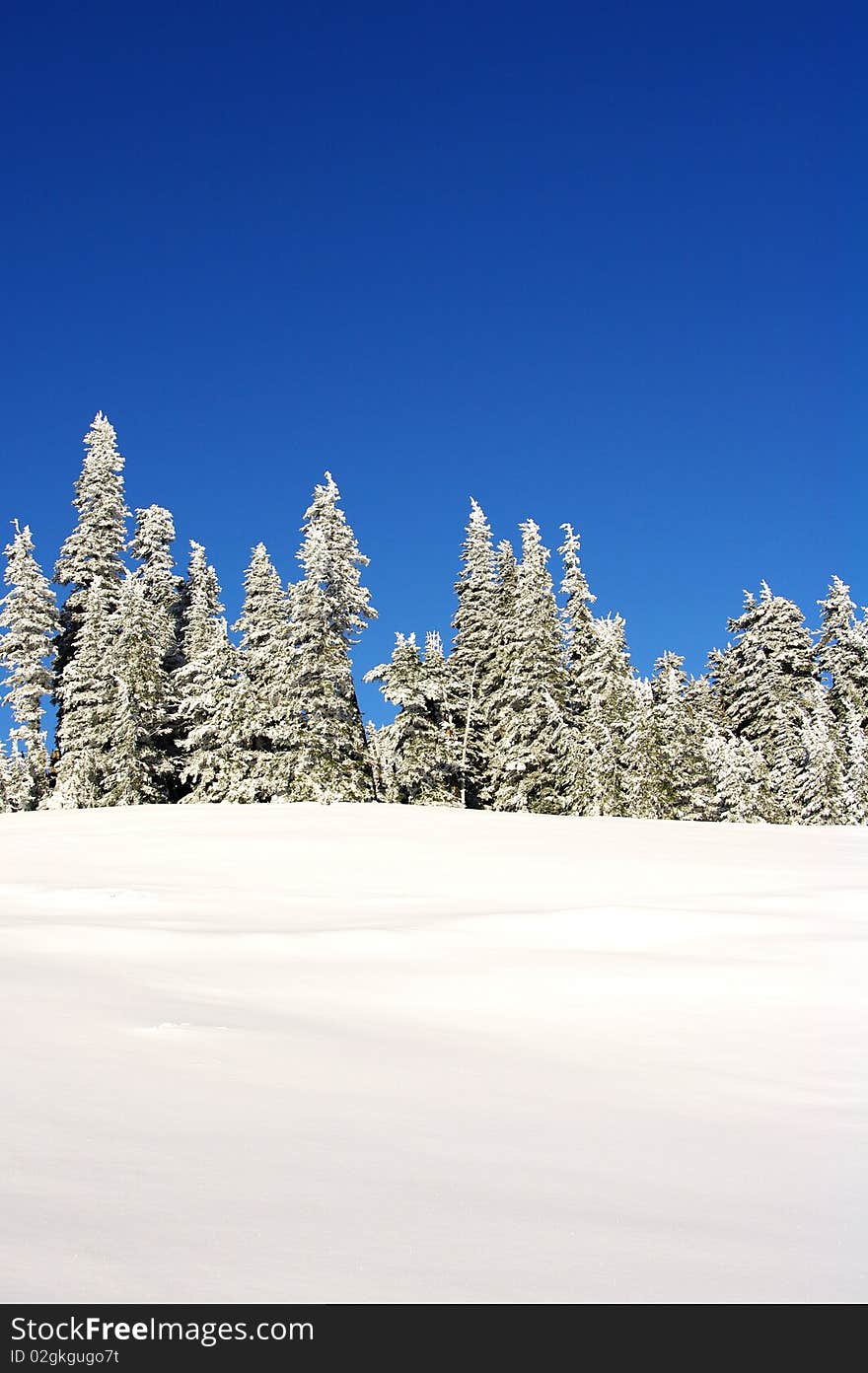 Trees on a mountain top covered in snow. Trees on a mountain top covered in snow.