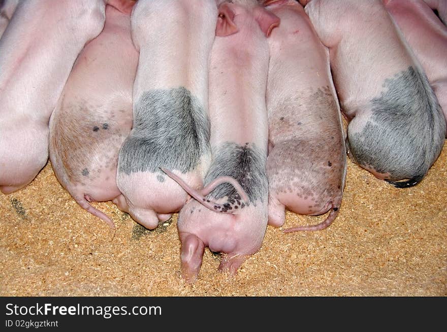 Little piglets lined up for feeding time. Little piglets lined up for feeding time.