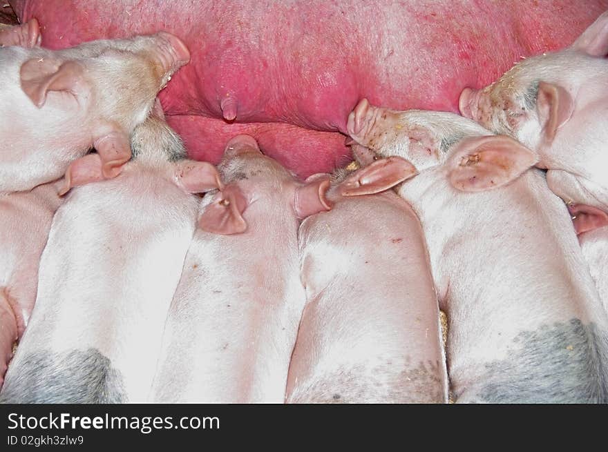 Little piglets lined up for feeding time. Little piglets lined up for feeding time.