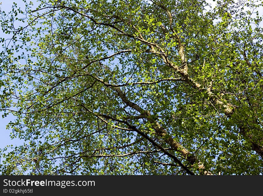 A Young Eucalyptus Forest in the forest, portugal