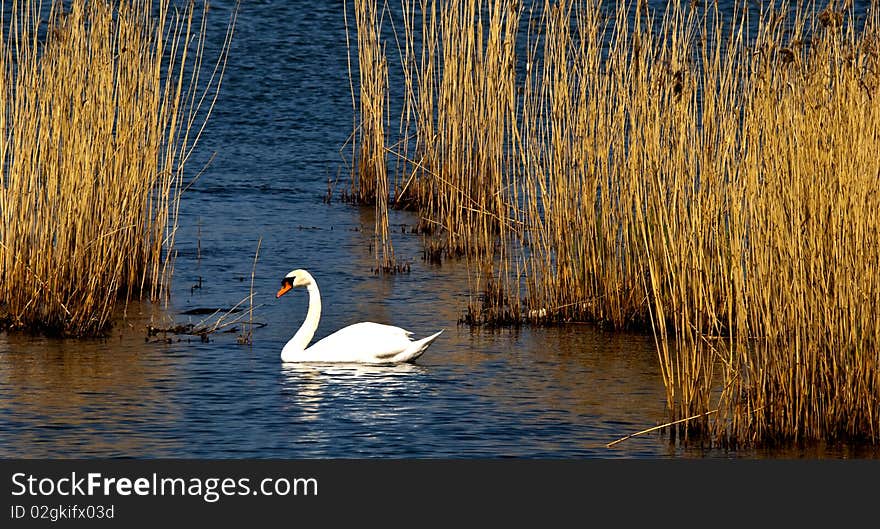 A swan swimming in the reeds on a sunny spring day