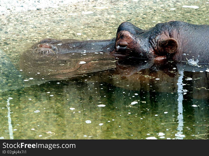 An hippopotamus sleeping and relaxing in water. An hippopotamus sleeping and relaxing in water