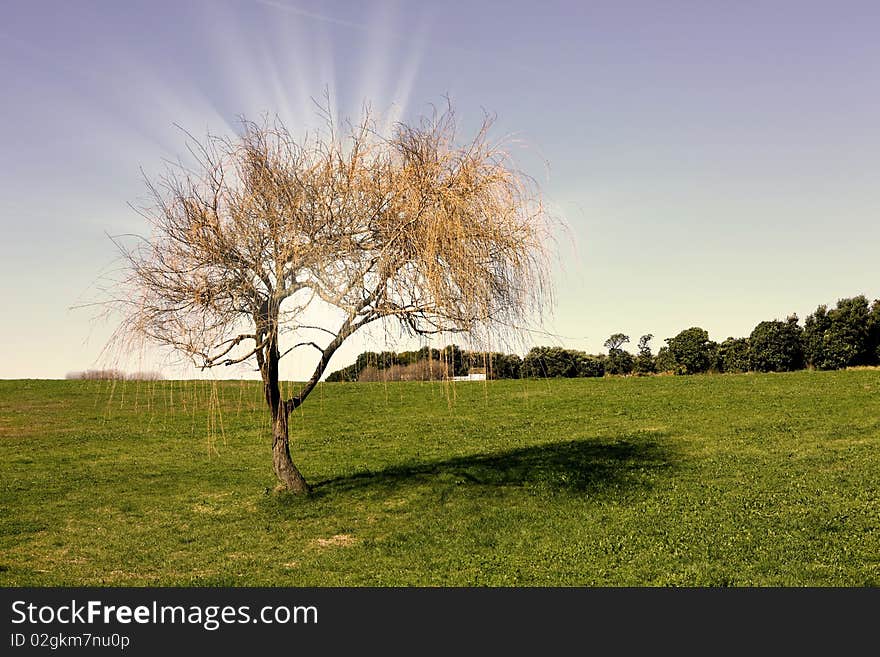 Field landscape with one tree