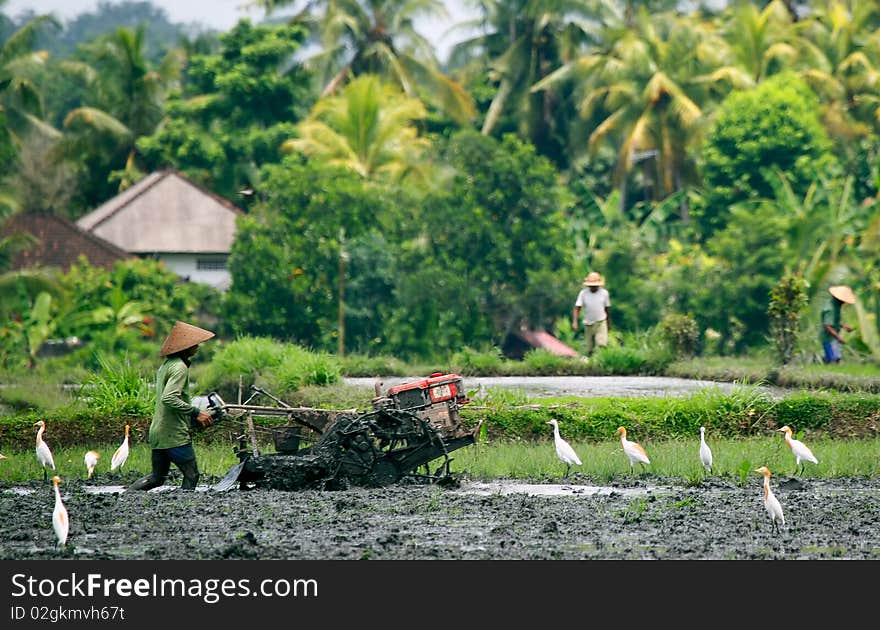 Rice Field Ploughing