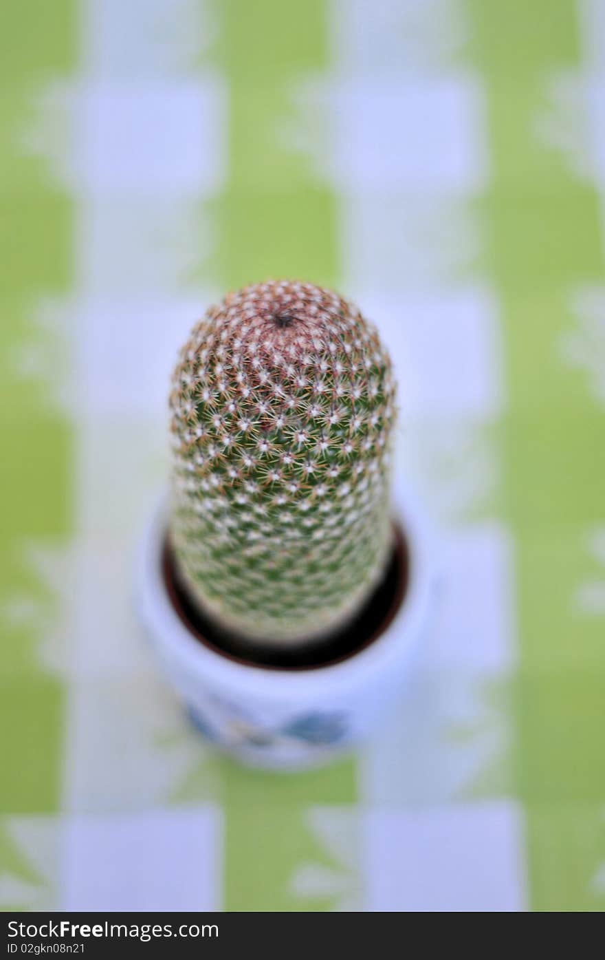 Close up of a cactus on green and white background