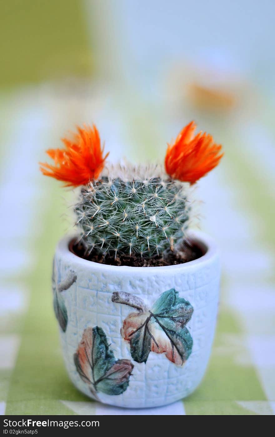 Close up of a cactus with flowers on green and white background