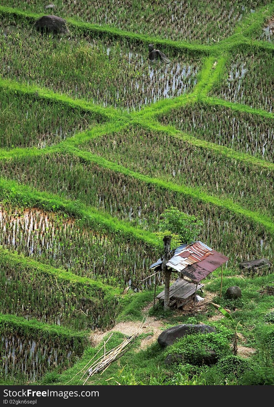 Rice field