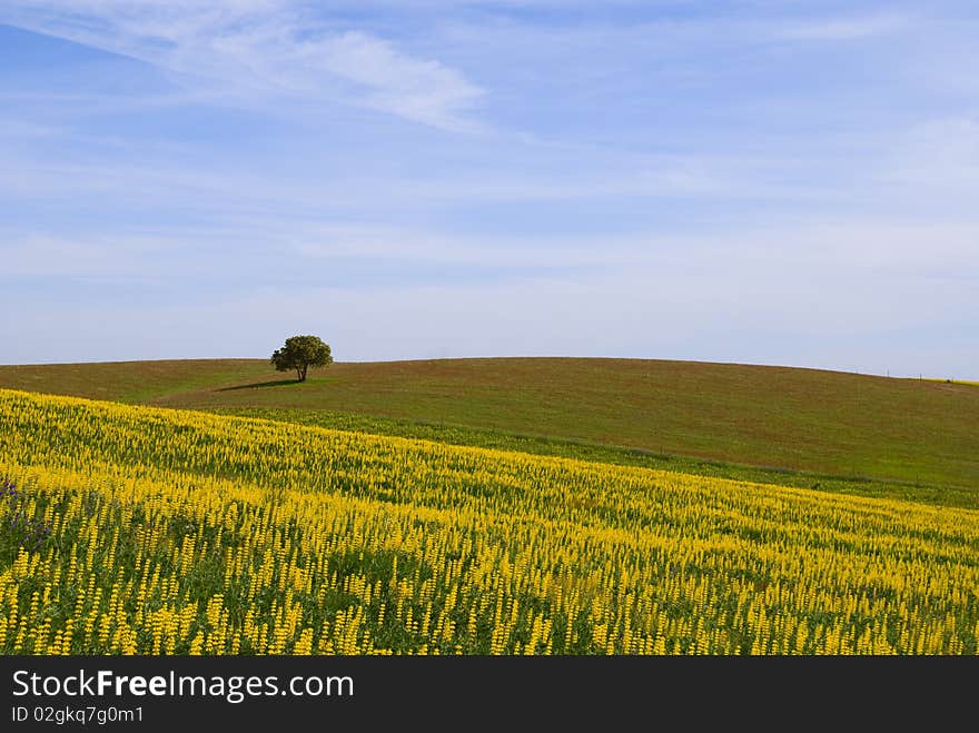 Summer landscape Alentejo in Portugal