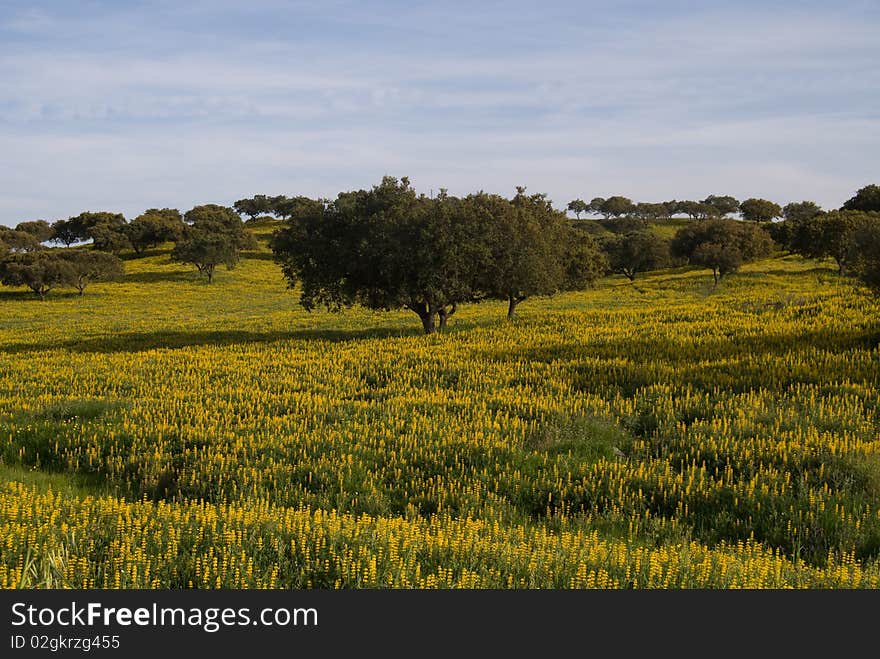 Summer landscape