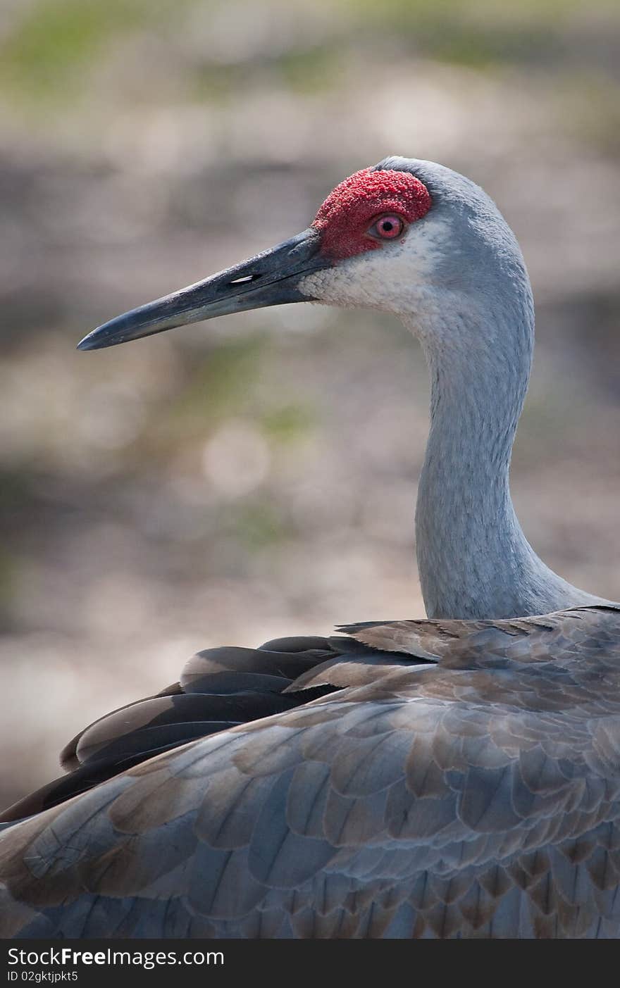 Sandhill Crane Left Profile