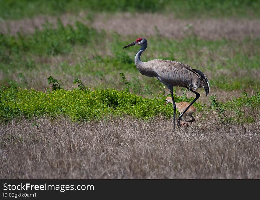 Sandhill crane with baby