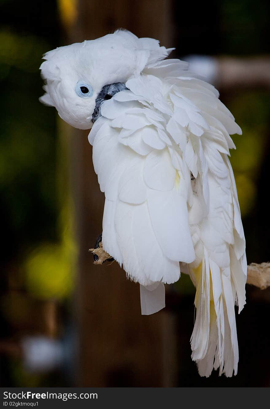 White cocakatoo preens.