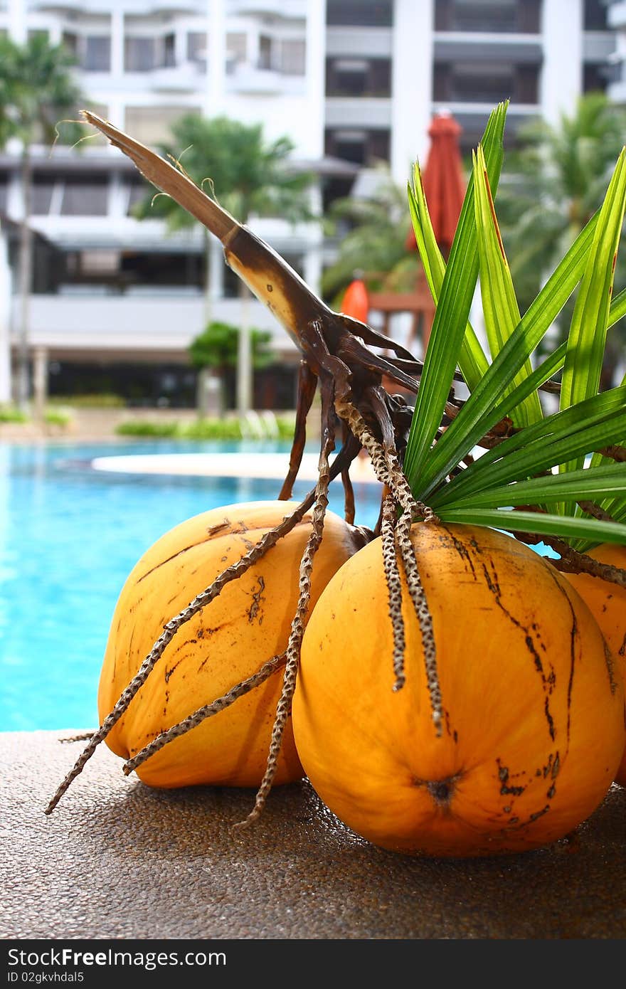 Yellow an young coconuts at a hotel poolside for display