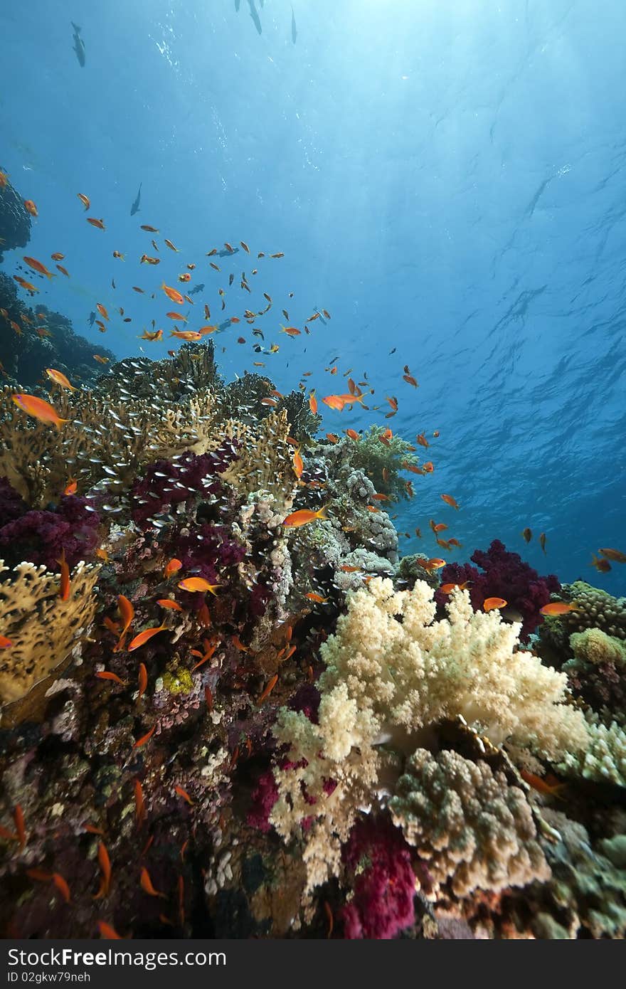 Ocean,coral and fish taken in the Red Sea. Ocean,coral and fish taken in the Red Sea.