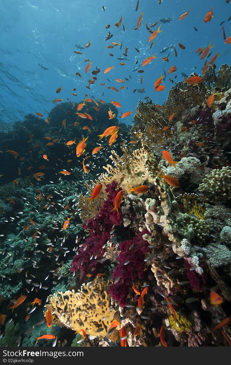 Ocean,coral and fish taken in the Red Sea. Ocean,coral and fish taken in the Red Sea.