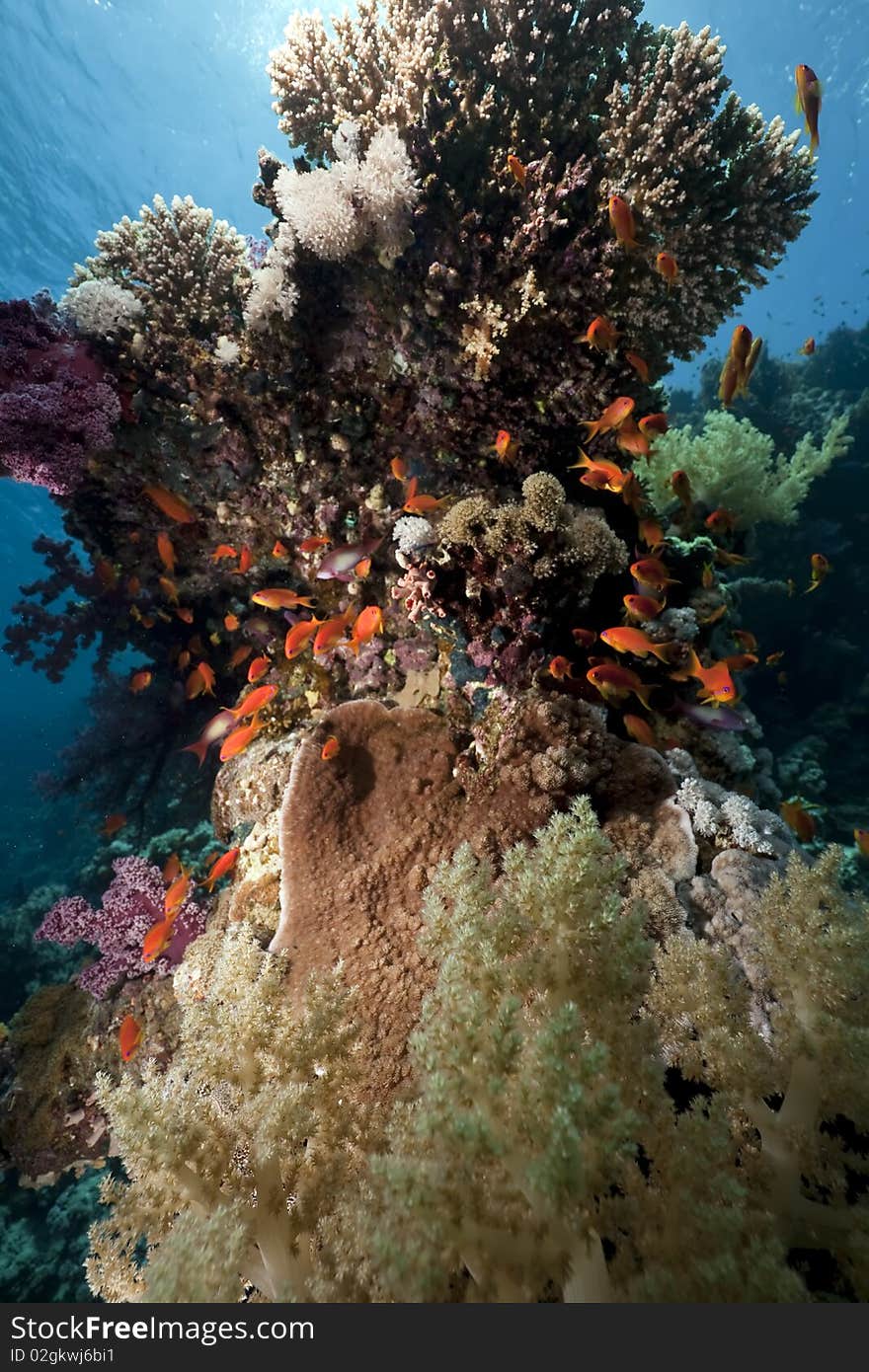 Ocean,coral and fish taken in the Red Sea. Ocean,coral and fish taken in the Red Sea.