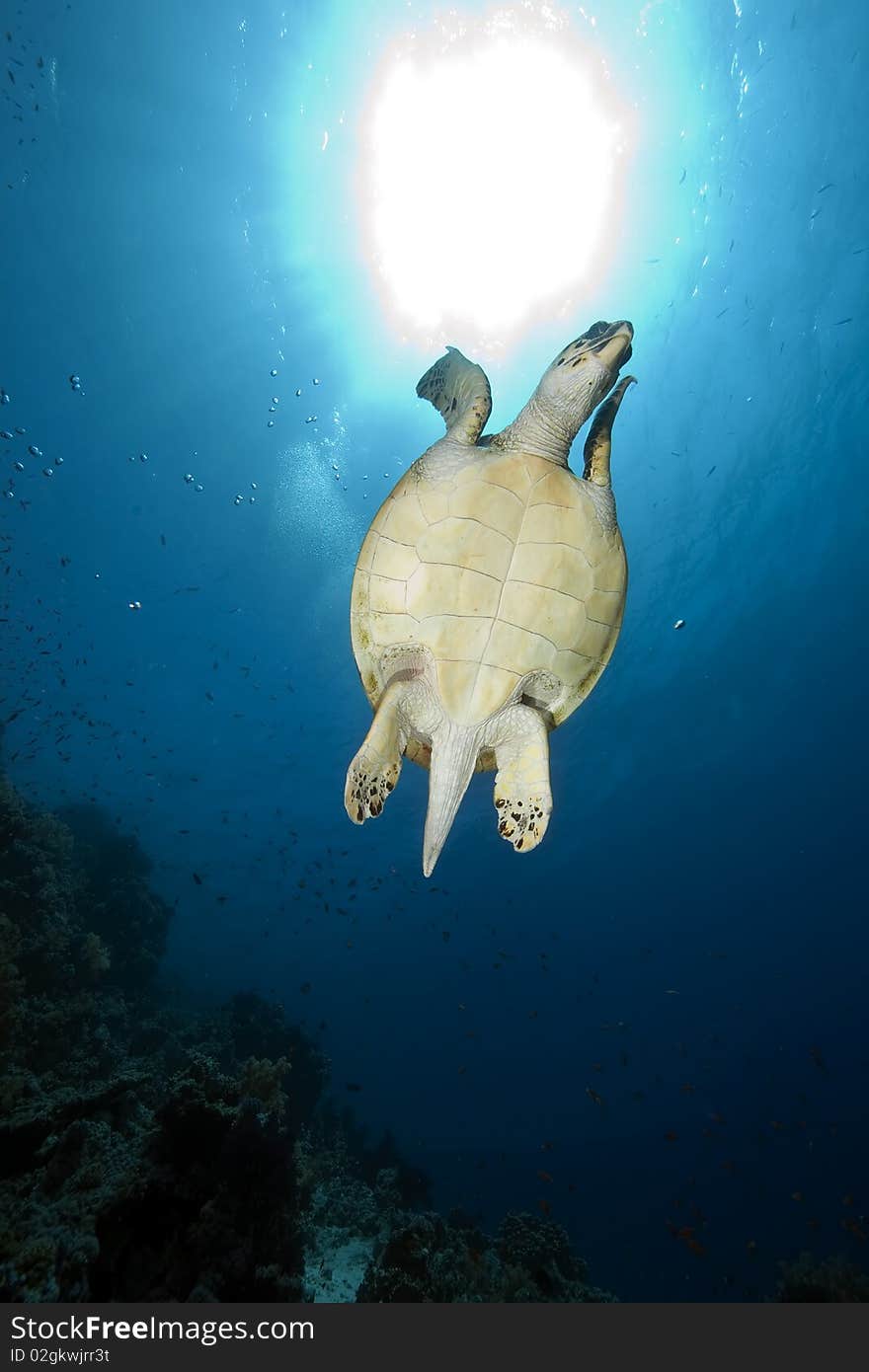 Hawksbill turtle and ocean taken in the Red Sea.