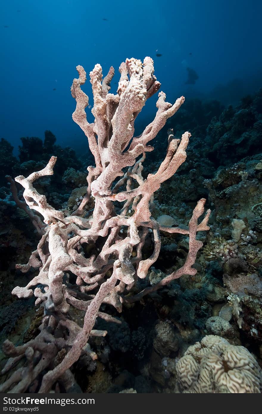 Ocean,coral and fish taken in the Red Sea. Ocean,coral and fish taken in the Red Sea.