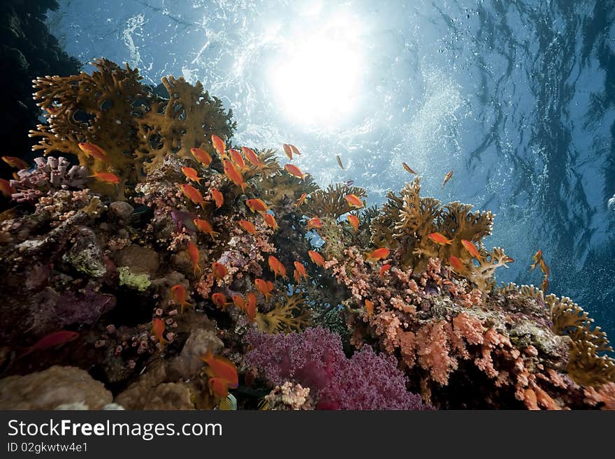 Ocean, coral and fish