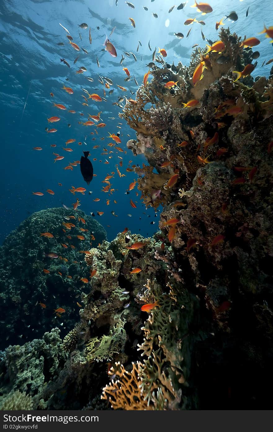 Ocean, coral and fish