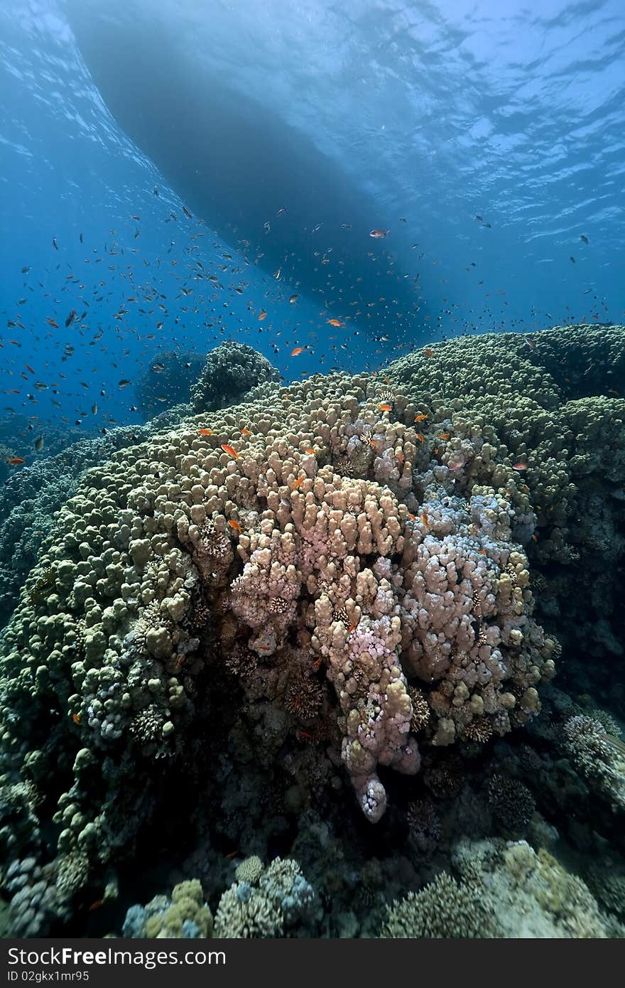 Ocean,coral and fish taken in the Red Sea. Ocean,coral and fish taken in the Red Sea.