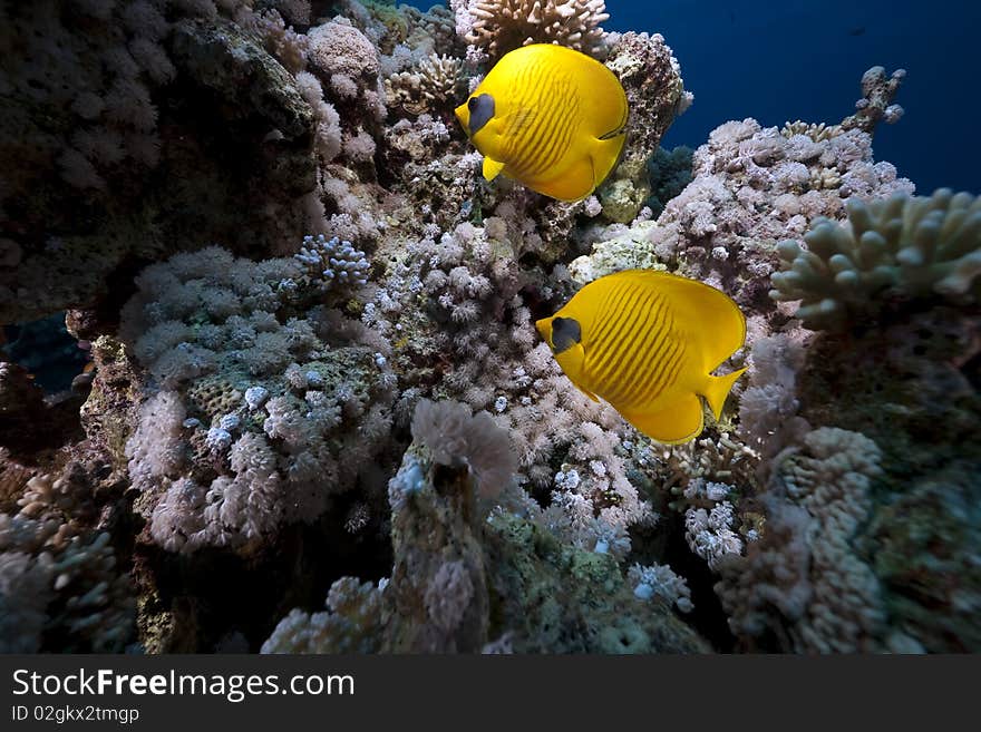 Butterflyfish and ocean taken in the Red Sea.